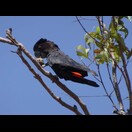 Ein Banks-Rabenkakadu